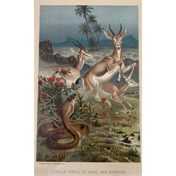 c1886 Original Cobra Antelope Chromolithograph Print - Picture 3 of 6